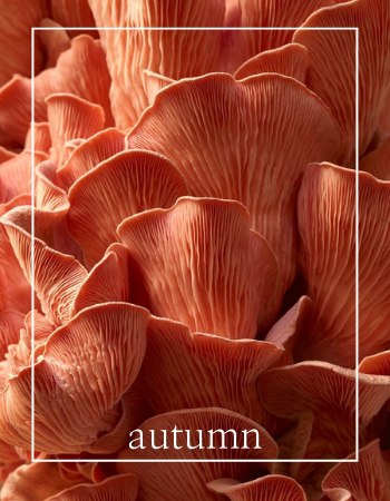 Meet the autumn at Chijang
